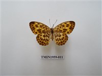 藏品(白裳貓蛺蝶)的圖片